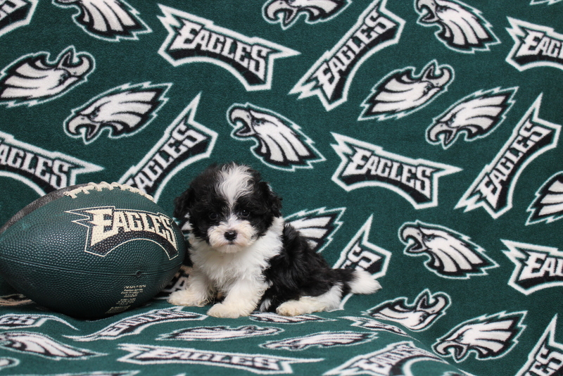 puppy, for, sale, Maltipoo, Matthew B. Stoltzfus, dog, breeder, Gap, PA, dog-breeder, puppy-for-sale, forsale, nearby, find, puppyfind, locator, puppylocator, aca
